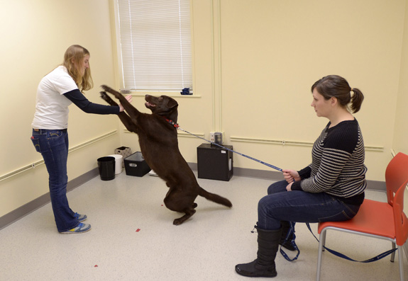 Porter the dog wants a treat during his session at the Canine Cognition Center at Yale with Angie Johnston, left, and his owner, Kristi Leimgruber. Studying dogs could provide insight into autism and other conditions, researchers say. (Patrick Raycraft/Hartford Courant/MCT)