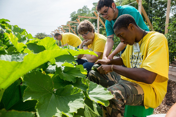 Deyuan Hill, right, works with Justin Gutierrez, center, to harvest vegetables at Growing Solutions Farm in Chicago. (Zbigniew Bzdak/Chicago Tribune/MCT)